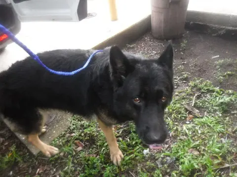 Enzo