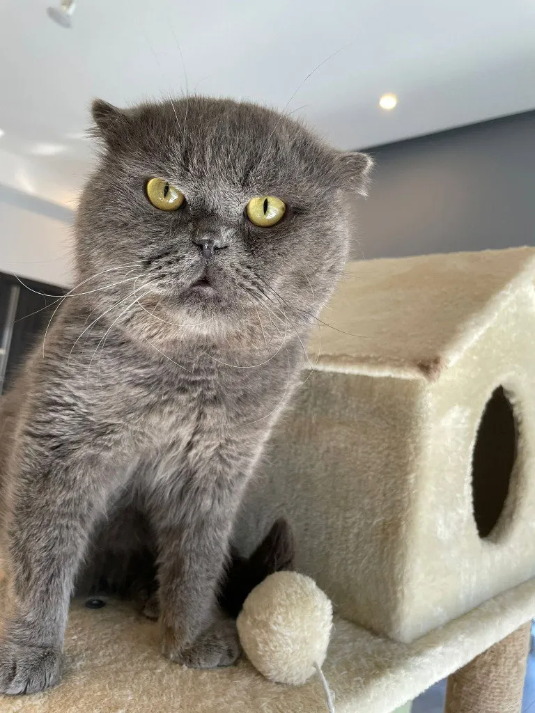 Winston - Photo 1