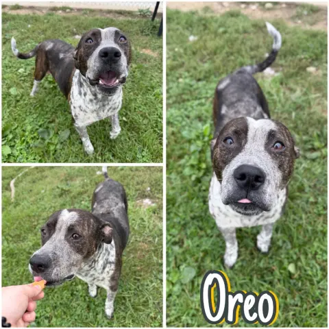 Oreo