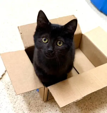 Juno