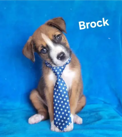 Brock