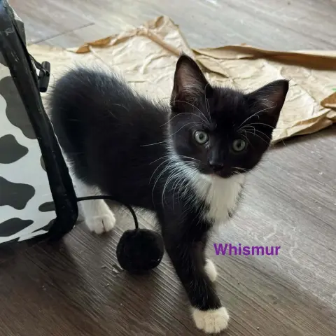 Whismur