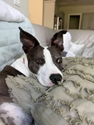Mia