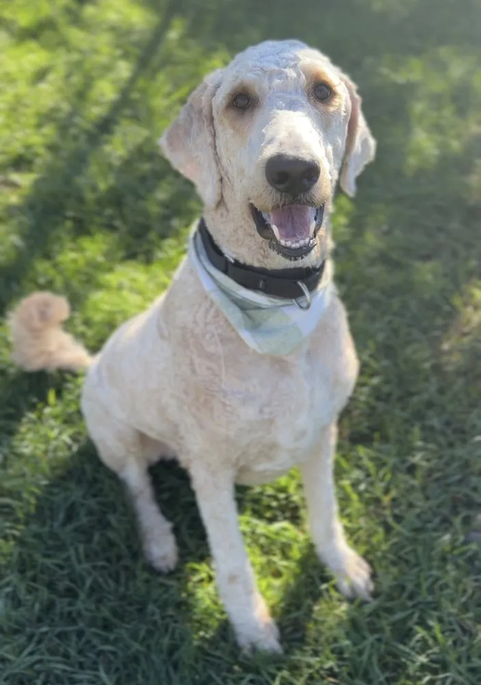 Murphy - Photo 1