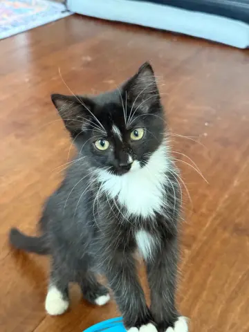 Kit Kat