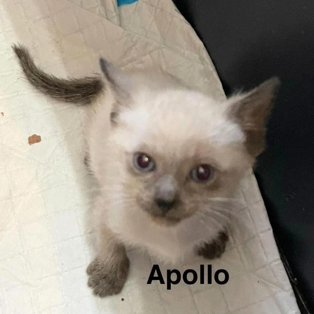 Apollo - Photo 1