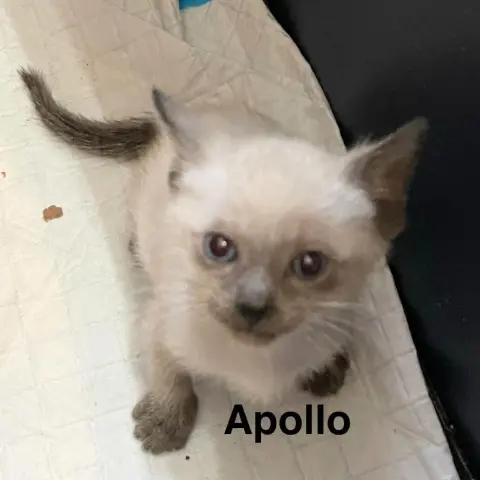 Apollo