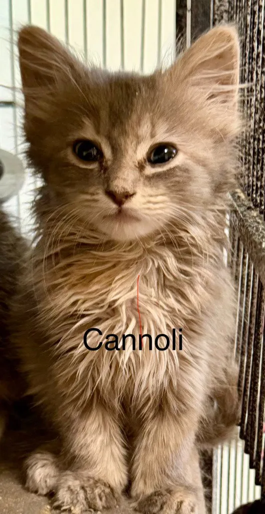 Cannoli - Photo 1