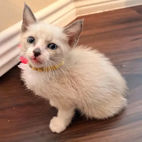 Oliver