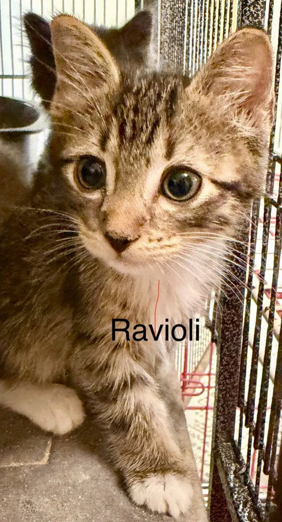Ravioli - Photo 1