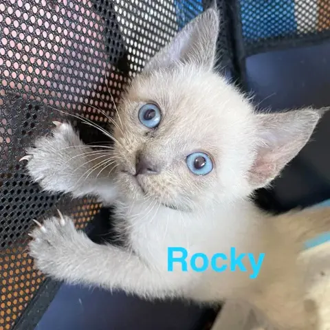 Rocky