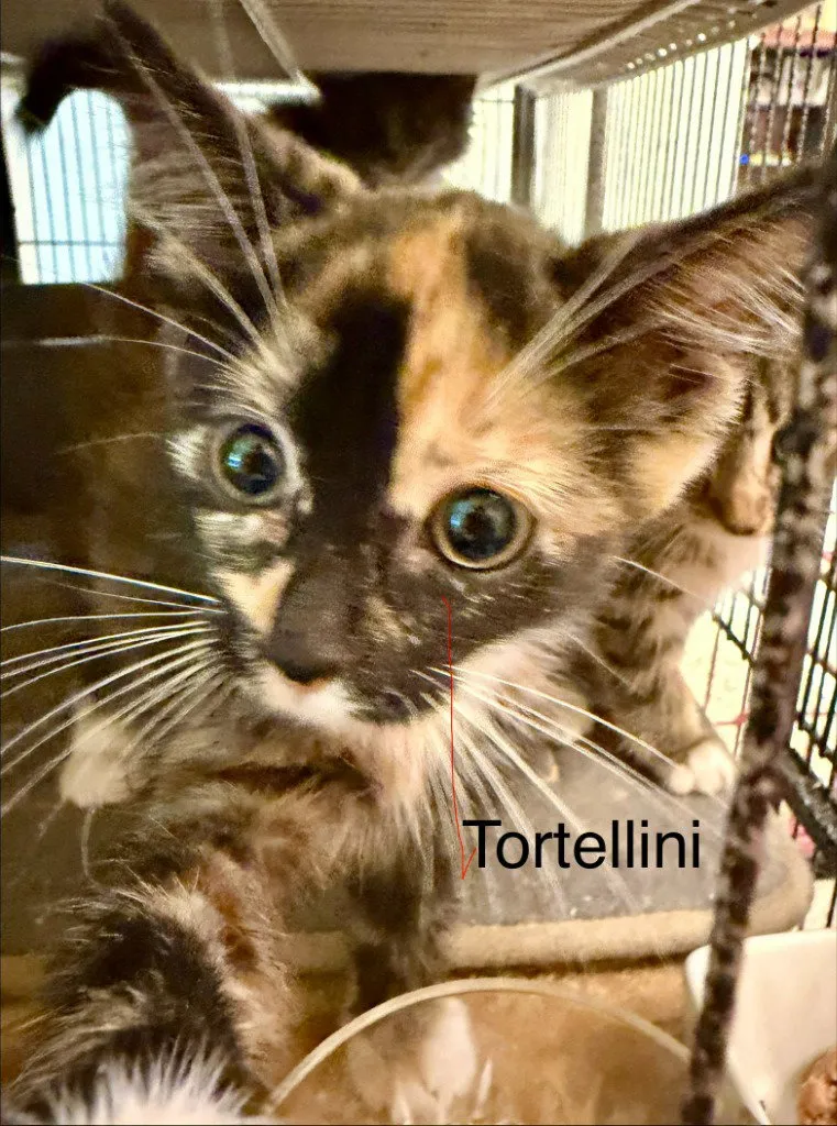 Tortellini - Photo 1