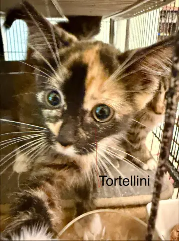 Tortellini