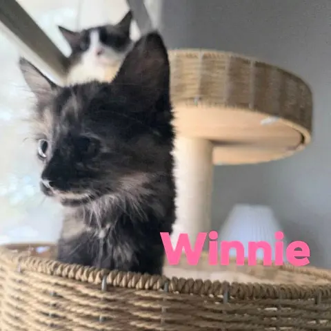 Winnie