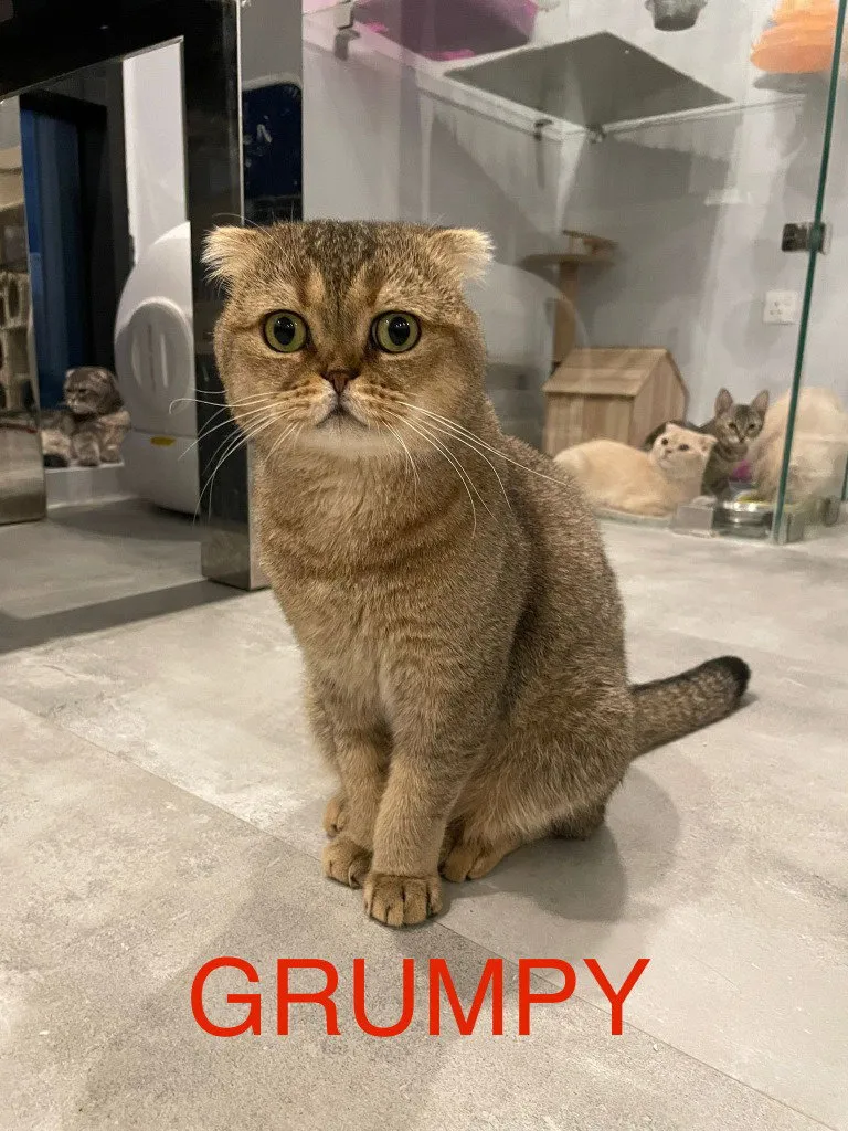 Grumpy - Photo 1
