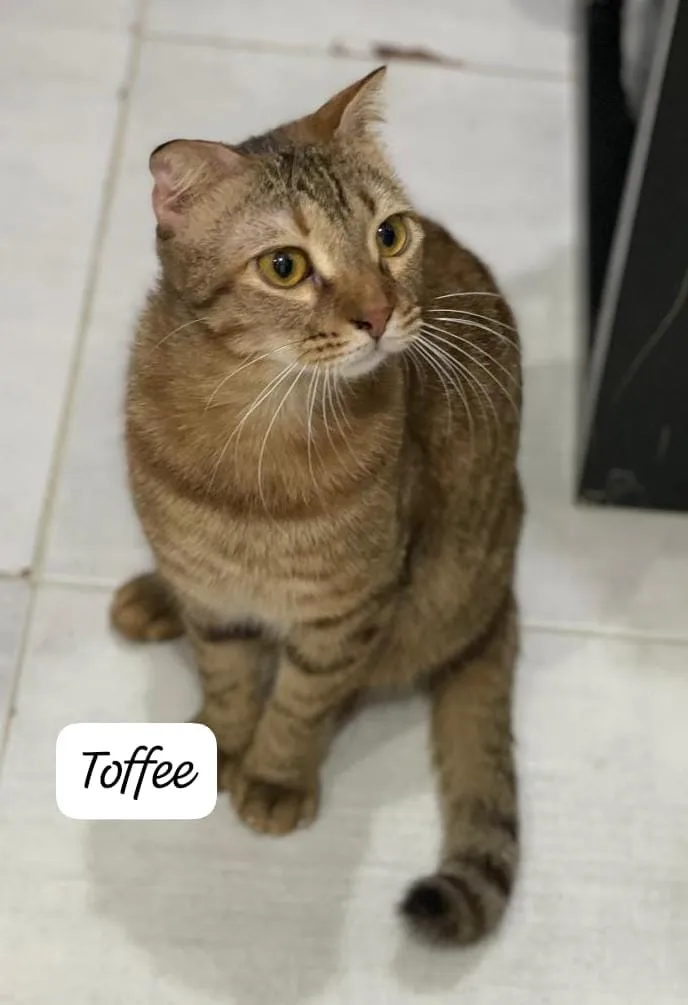 Toffee - Photo 1