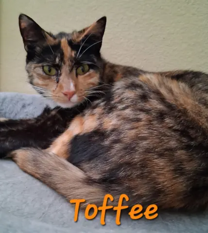 Toffee