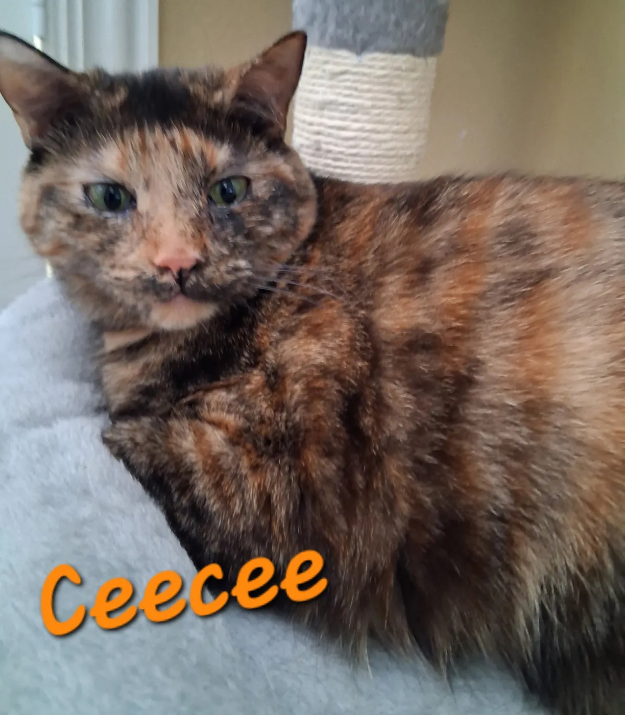 Ceecee - Photo 1
