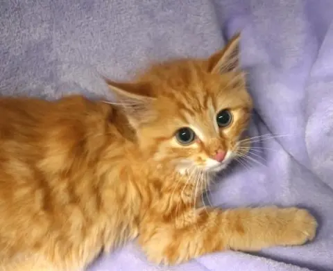 Gingersnap