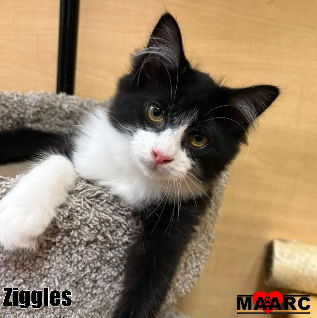 Ziggles - Photo 1