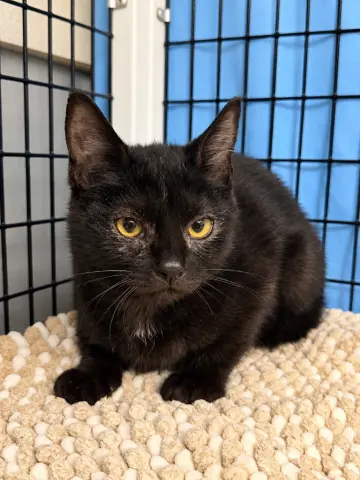 Nova