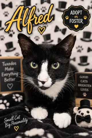 Alfred
