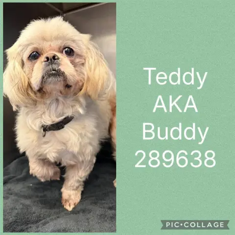 Teddy