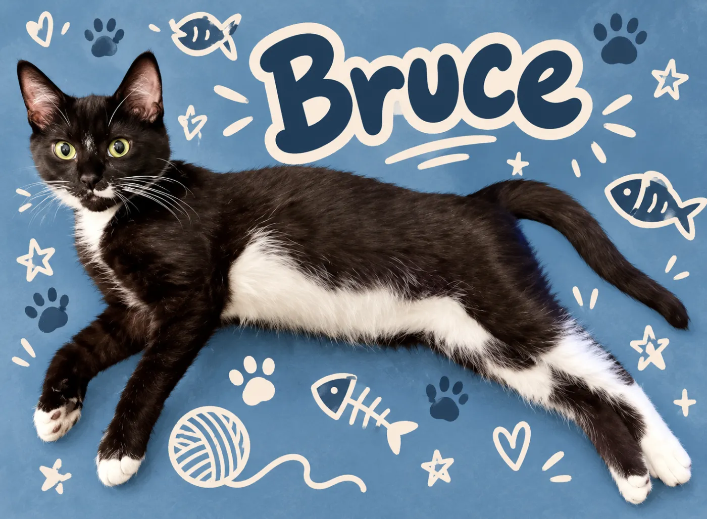 Bruce - Photo 1