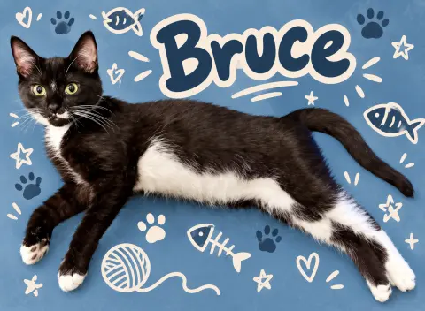 Bruce