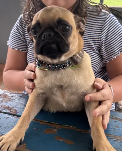 Gertie