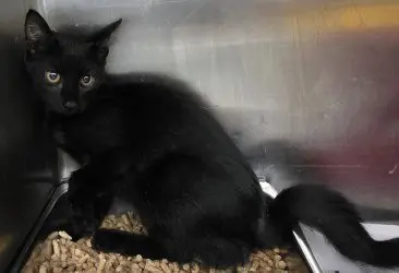Toothless