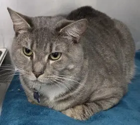 Milo
