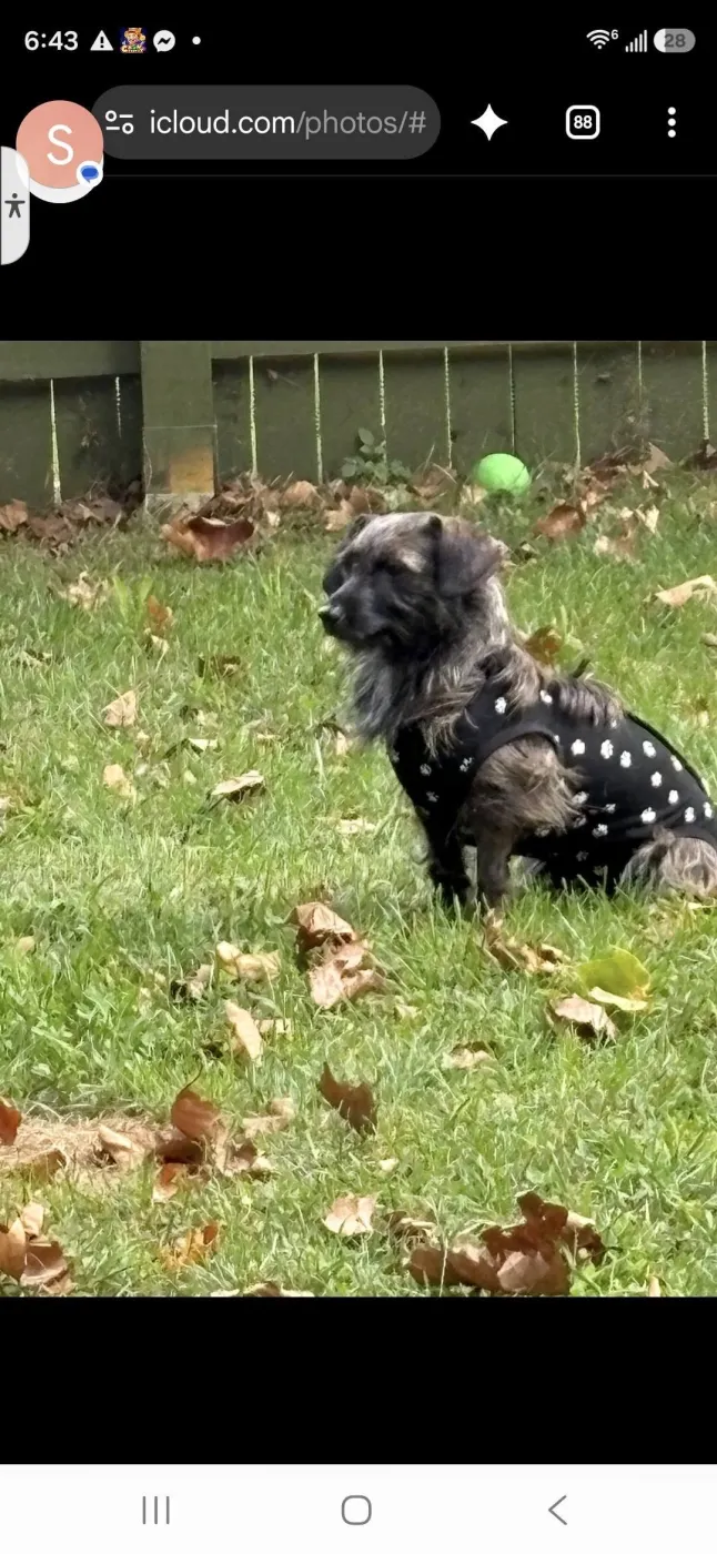 Princess & Dutchess - Photo 1