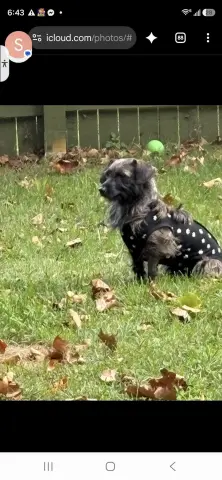 Princess & Dutchess
