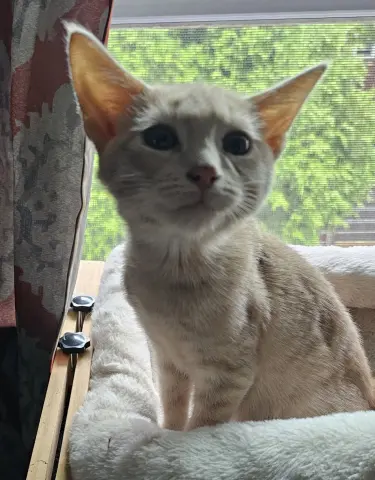 Sugar