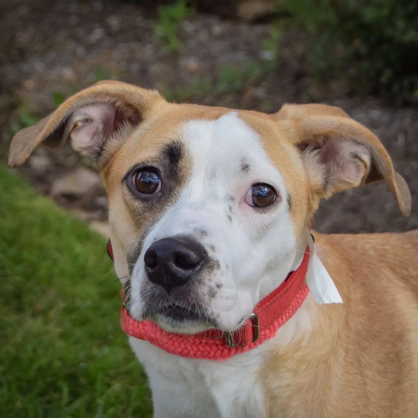 Gracie - Photo 1