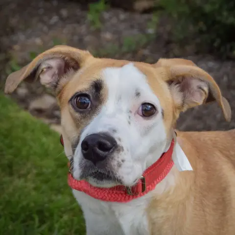 Gracie