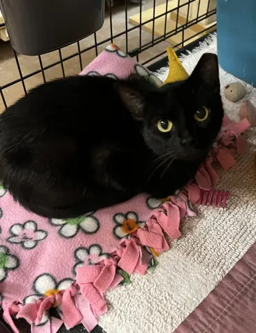 Norma