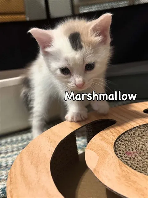 Marshmallow - Photo 1