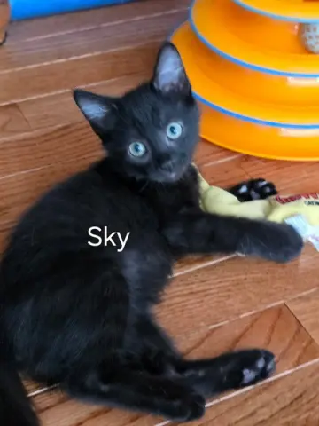 Sky