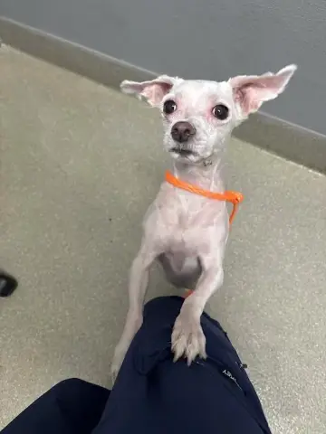 Dog