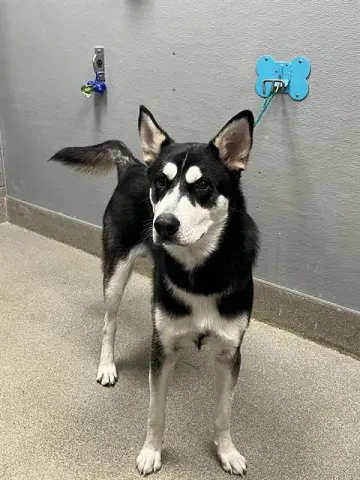 Rocket Paws