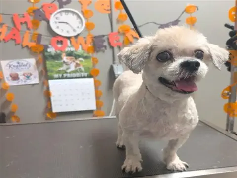 Cookie