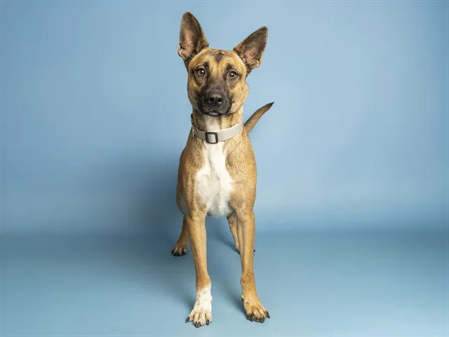 Enzo - Photo 1