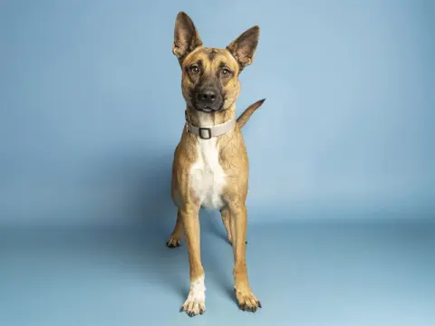 Enzo