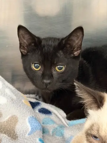 Ferris