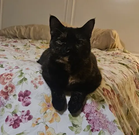 Lila