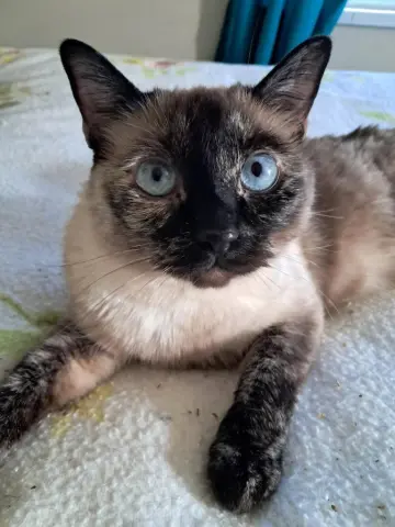 Stella