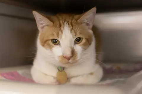 Ceasar