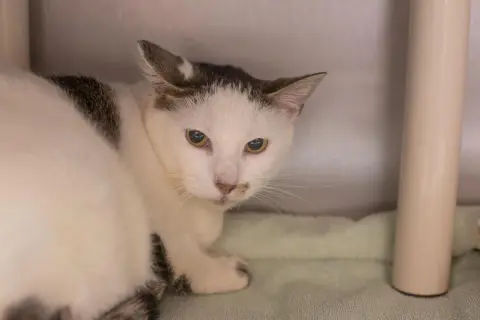 Coconut
